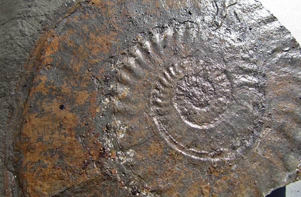Ammonit Hildoceras bifrons