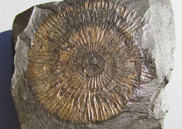 Ammonit Dactylioceras