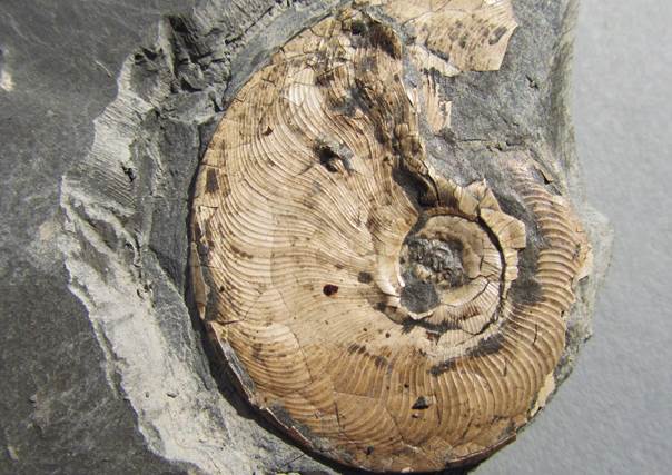 Ammonit Leioceras opalinum