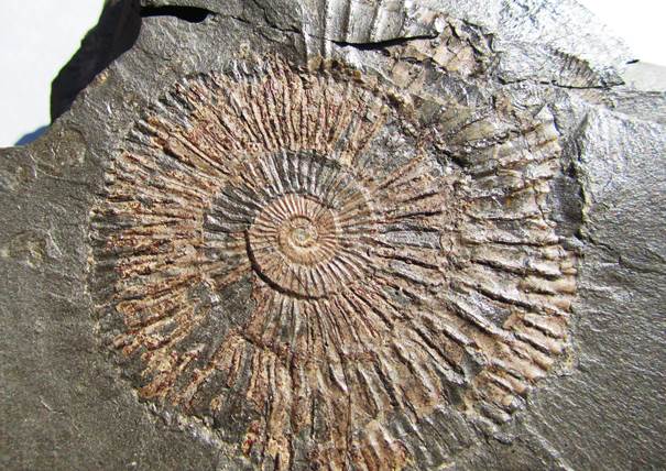Ammonit Dctylioceras
